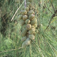 Casuarina equisetifolia L.